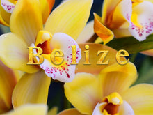 Load image into Gallery viewer, International Blends